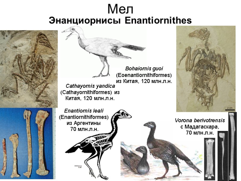 Мел Энанциорнисы Enantiornithes Enantiornis leali (Enantiornithiformes) из Аргентины  70 млн.л.н. Cathayornis yandica (Cathayornithiformes)